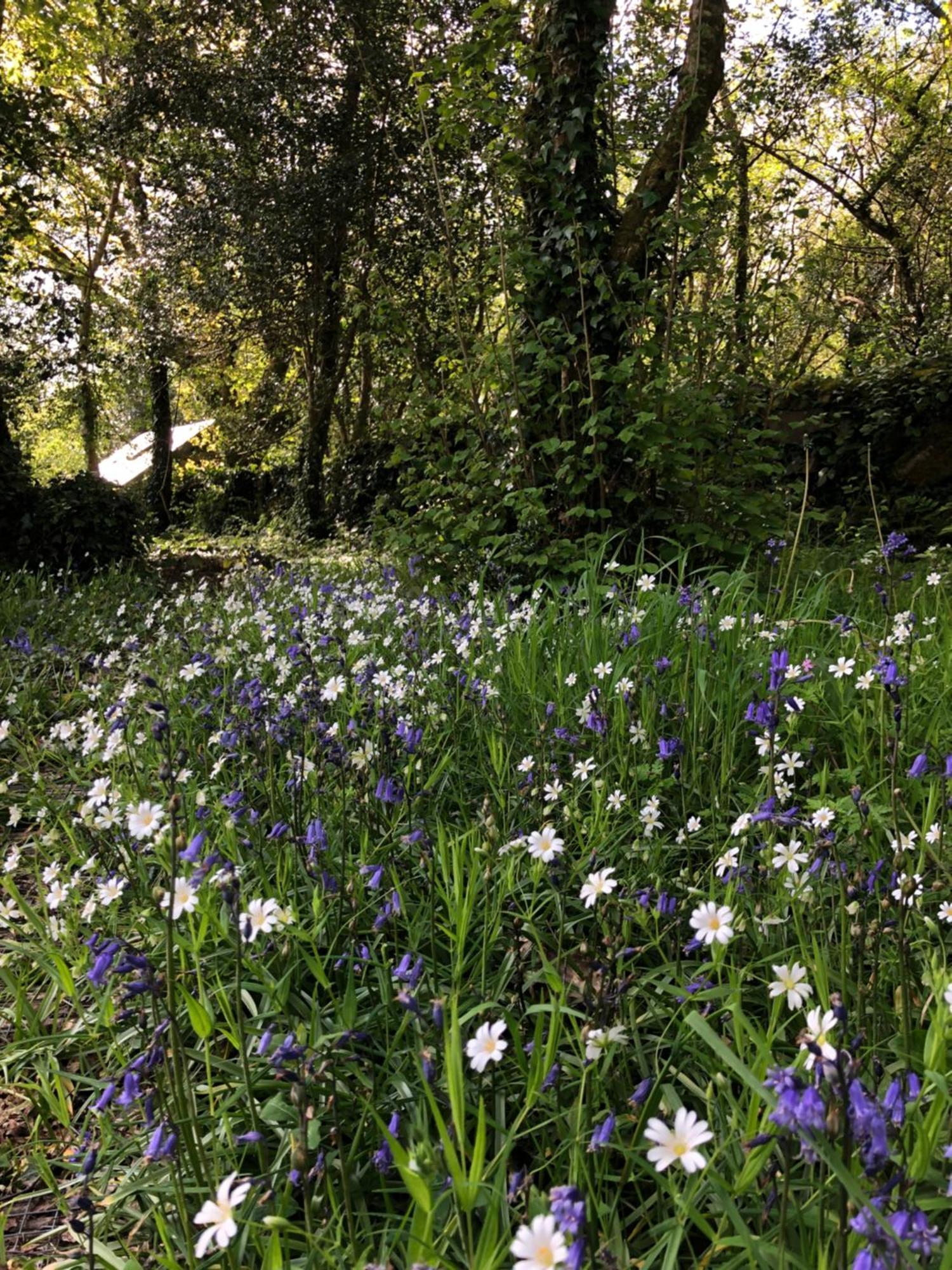 Sligo Forest Retreat Eksteriør bilde